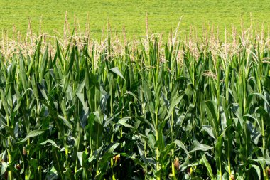 Çiçek açan mısır tarlası. Yeşil saplar, taze mısır koçanları. İsrail