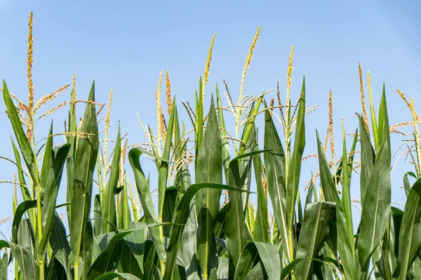 Agricultural Field Flowering Corn Green Stems Young Cobs Corn Israel — Stock Photo, Image