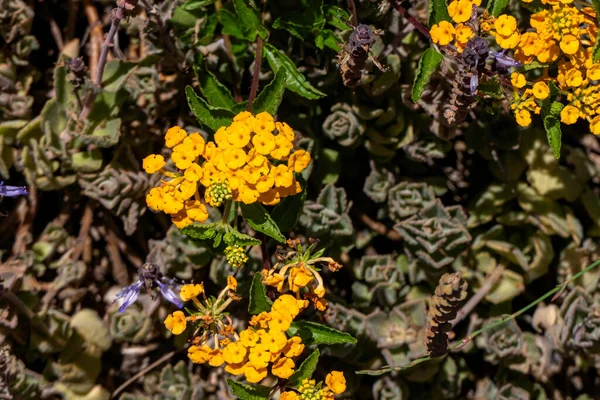 Amarelo Anf Flores Violetas Spurflowers Plectranthus West Indian Lantana Closeup — Fotografia de Stock