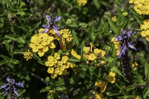 黄兰花或白花和西印度兰塔纳特写的紫罗兰花 有选择的重点 — 图库照片
