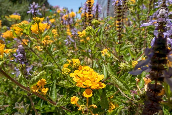 Spurflower Sarı Mor Çiçekleri Plectranthus Batı Hint Lantana Nın Yakın — Stok fotoğraf