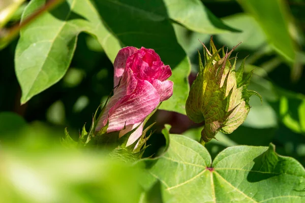 stock image Delicate pink cotton flower in sunlight close up among green foliage. Israel