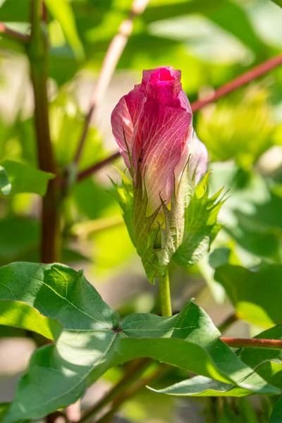 stock image Delicate pink cotton flower in sunlight close up among green foliage. Israel