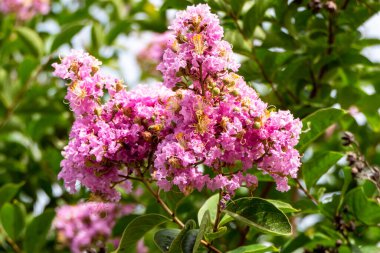 Pembe çiçek fırçaları Myrtle ya da Lagerstroemia 'yı bulanık bir arkaplanda yaklaş