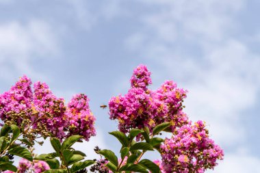 Pembe çiçek fırçaları Myrtle ya da Lagerstroemia 'yı bulanık bir arkaplanda yaklaş
