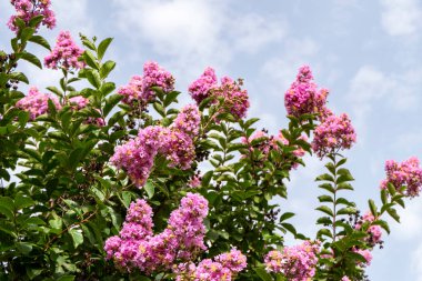 Pembe çiçek fırçaları Myrtle ya da Lagerstroemia 'yı bulanık bir arkaplanda yaklaş