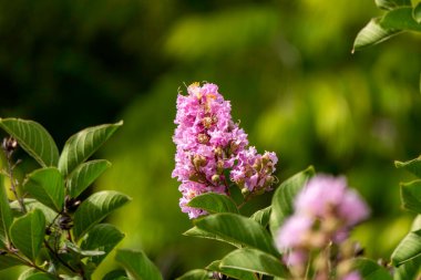Pembe çiçek fırçaları Myrtle ya da Lagerstroemia 'yı bulanık bir arkaplanda yaklaş