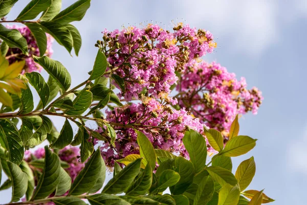 Pembe çiçek fırçaları Myrtle ya da Lagerstroemia 'yı bulanık bir arkaplanda yaklaş