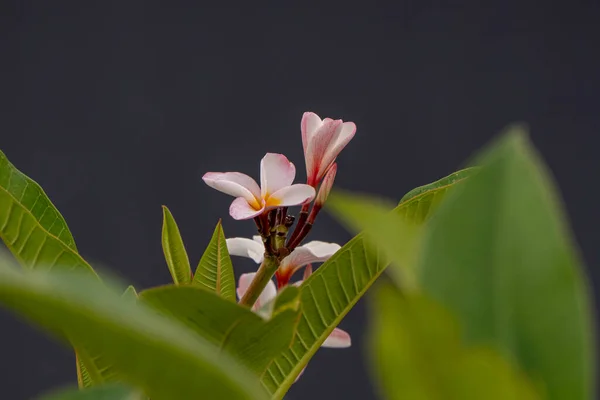Frangipani Lub Plumeria Delikatne Kwiaty Bliska Rozmytym Tle — Zdjęcie stockowe