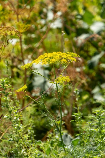 Sárga Virágok Kapor Vagy Anethum Graveolens Közel Egy Elmosódott Háttér — Stock Fotó