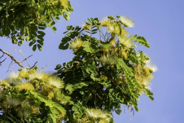 Albizia Lebbeck 'in narin sarı çiçekleri ya da Siris Ağacı ya da Kadın Dili Ağacı