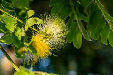 Albizia Lebbeck 'in narin sarı çiçekleri ya da Siris Ağacı ya da Kadın Dili Ağacı