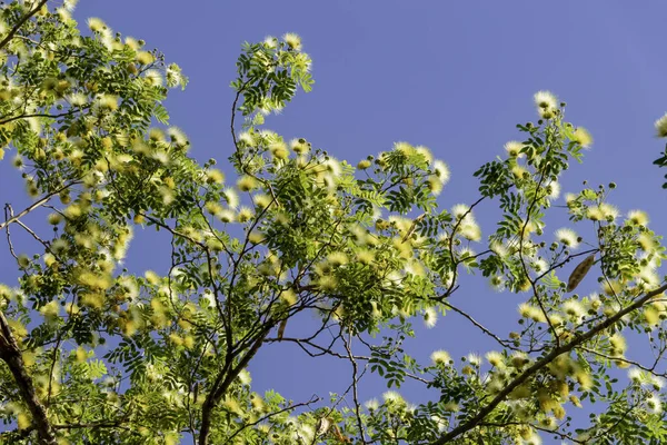 Fleurs Jaunes Délicates Albizia Lebbeck Siris Tree Woman Tongue Tree — Photo