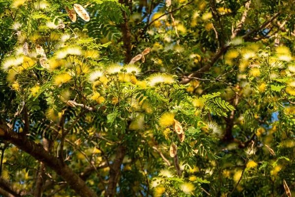 Λεπτά Κίτρινα Άνθη Της Albizia Lebeck Siris Tree Δέντρο Της — Φωτογραφία Αρχείου