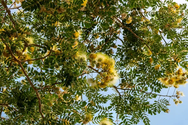 Λεπτά Κίτρινα Άνθη Της Albizia Lebeck Siris Tree Δέντρο Της — Φωτογραφία Αρχείου