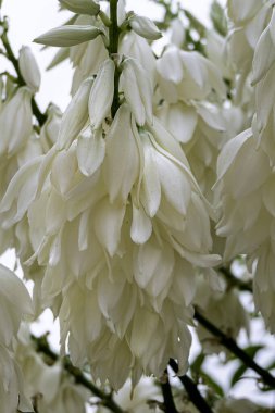 Yucca Rostrata ya da Gagalı Yucca 'nın beyaz çiçeklerine kum damlaları düşer.