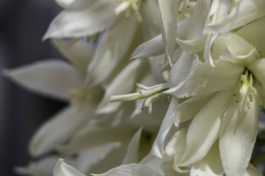 Yucca Rostrata ya da Gagalı Yucca 'nın beyaz çiçeklerine kum damlaları düşer.