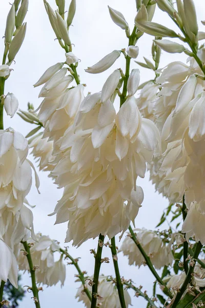 stock image Rain drops with the sand on white flowers of Yucca Rostrata or Beaked Yucca close up