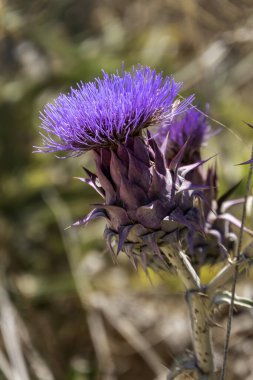 Doğadaki vahşi enginar bitkisi. Cynara kardunculus mor çiçek cardoon