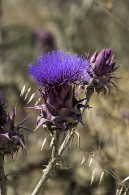 Doğadaki vahşi enginar bitkisi. Cynara kardunculus mor çiçek cardoon