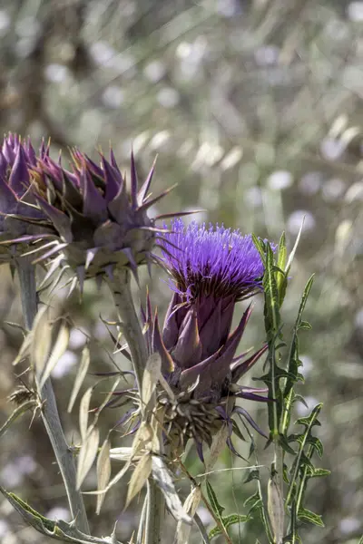 Рослина Дикої Артишоку Природі Сінара Кардункула Фіолетова Квіткова Картонна — стокове фото