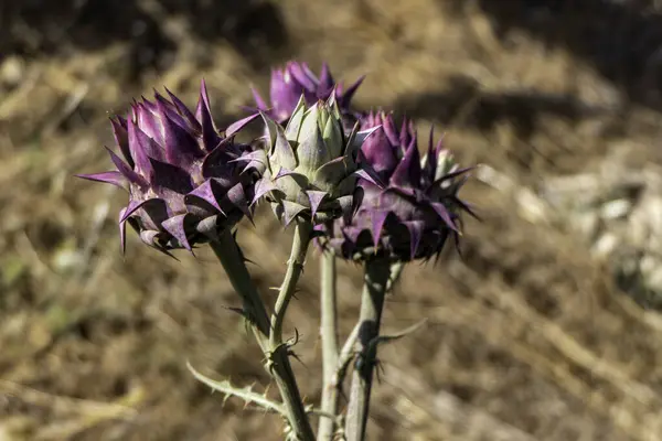 Plante Artichaut Sauvage Fleurs Dans Nature Cynara Cardunculus Cardon Fleur — Photo