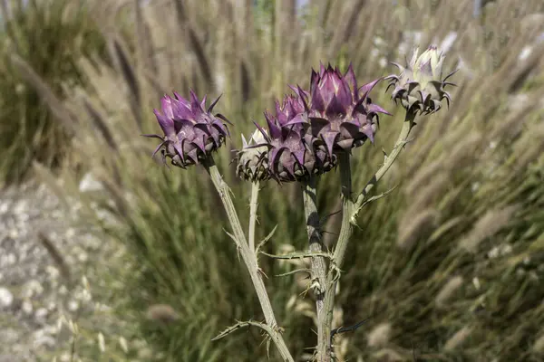 自然の中の野生のアーティチョーク植物 シナラ カーンクルス パープル フラワー カードーン — ストック写真