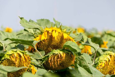 Olgun ayçiçeği tarlası Yazın sarı çiçeklerle