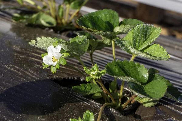 Young strawberries blooming with white flowers on an agricultural shelf. Blossoming of strawberry. Blooming White strawberry flower bushes.