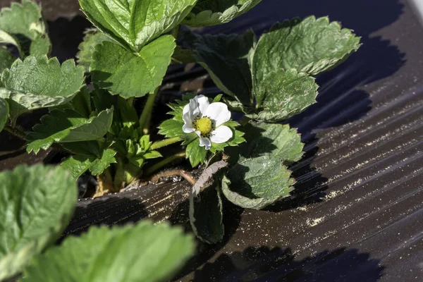 Young strawberries blooming with white flowers on an agricultural shelf. Blossoming of strawberry. Blooming White strawberry flower bushes.