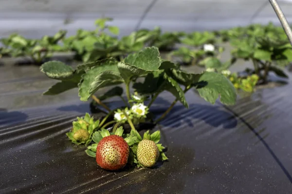 Strawberry plant. Ripening strawberries berries on an agricultural field