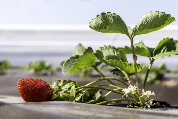 Strawberry plant. Ripening strawberries berries on an agricultural field