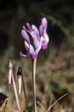 Pembe siklamen çiçekleri, bulanık bir arka planda, doğal çevreye yakın çekim yaparlar.