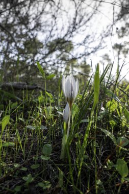 Vahşi Crocus aleppicus Barker 'ın beyaz çiçekleri yağmur damlalarıyla yeşil çimlerin arasında.