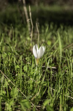 Vahşi Crocus aleppicus Barker 'ın beyaz çiçekleri yağmur damlalarıyla yeşil çimlerin arasında.