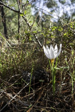 Vahşi Crocus aleppicus Barker 'ın beyaz çiçekleri yağmur damlalarıyla yeşil çimlerin arasında.