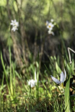 Vahşi Crocus aleppicus Barker 'ın beyaz çiçekleri yağmur damlalarıyla yeşil çimlerin arasında.