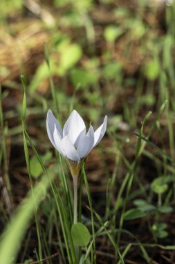 Vahşi Crocus aleppicus Barker 'ın beyaz çiçekleri yağmur damlalarıyla yeşil çimlerin arasında.