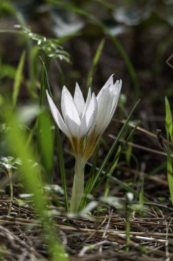Vahşi Crocus aleppicus Barker 'ın beyaz çiçekleri yağmur damlalarıyla yeşil çimlerin arasında.