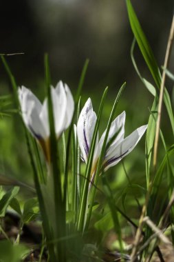 Vahşi Crocus aleppicus Barker 'ın beyaz çiçekleri yağmur damlalarıyla yeşil çimlerin arasında.