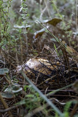 Kuru çam iğnelerinin altında mantar mantarı var. seçici odak
