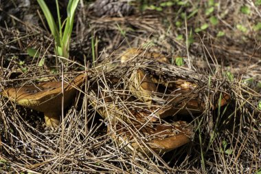 Kuru çam iğnelerinin altında mantar mantarı var. seçici odak