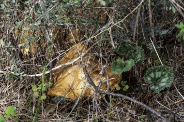 Kuru çam iğnelerinin altında mantar mantarı var. seçici odak