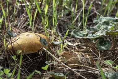 Kuru çam iğnelerinin altında mantar mantarı var. seçici odak