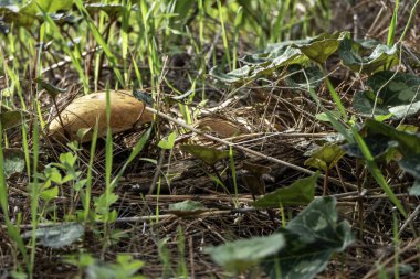 Kuru çam iğnelerinin altında mantar mantarı var. seçici odak