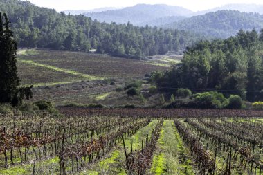 resim gibi sonbahar çok renkli üzüm yaprakları yakın plan