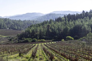 resim gibi sonbahar çok renkli üzüm yaprakları yakın plan