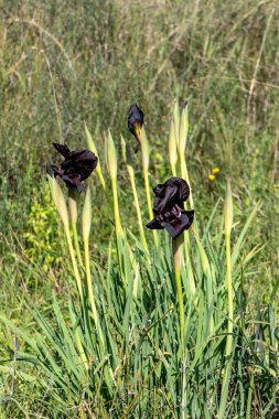 Vahşi İris Argaman ya da İris gaddarlığı ya da Kıyı Gözü baharda çiçek açıyor.