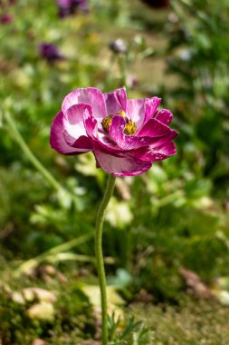 Pembe Ranunculus Buttercups çiçeklerinin tam çiçeklenme hali. Çiçeklerin taç yaprakları yumuşak ve narindir ve ortasında soluk bir pembe ile karıncalanır..