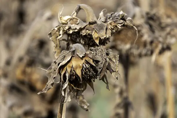 stock image Agriculture field with dry, seed-laden sunflowers bask in the golden hour light